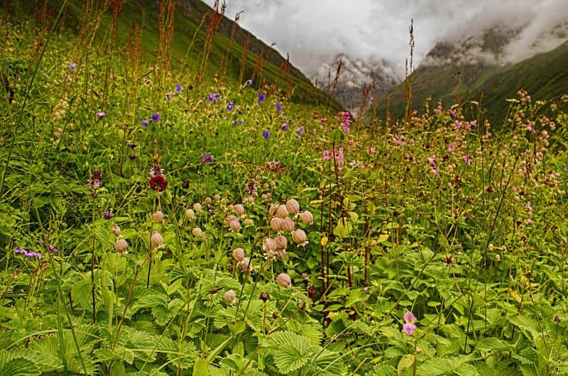 Valley of flowers, as beautiful as it can be