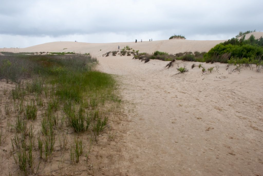 Sand Dunes of Jockey's Ridge State Park