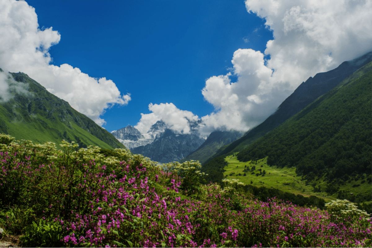 Valley-of-Flowers-Trek-1200x800.png?profile=RESIZE_710x