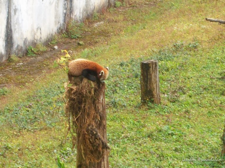 Endangered Red Panda