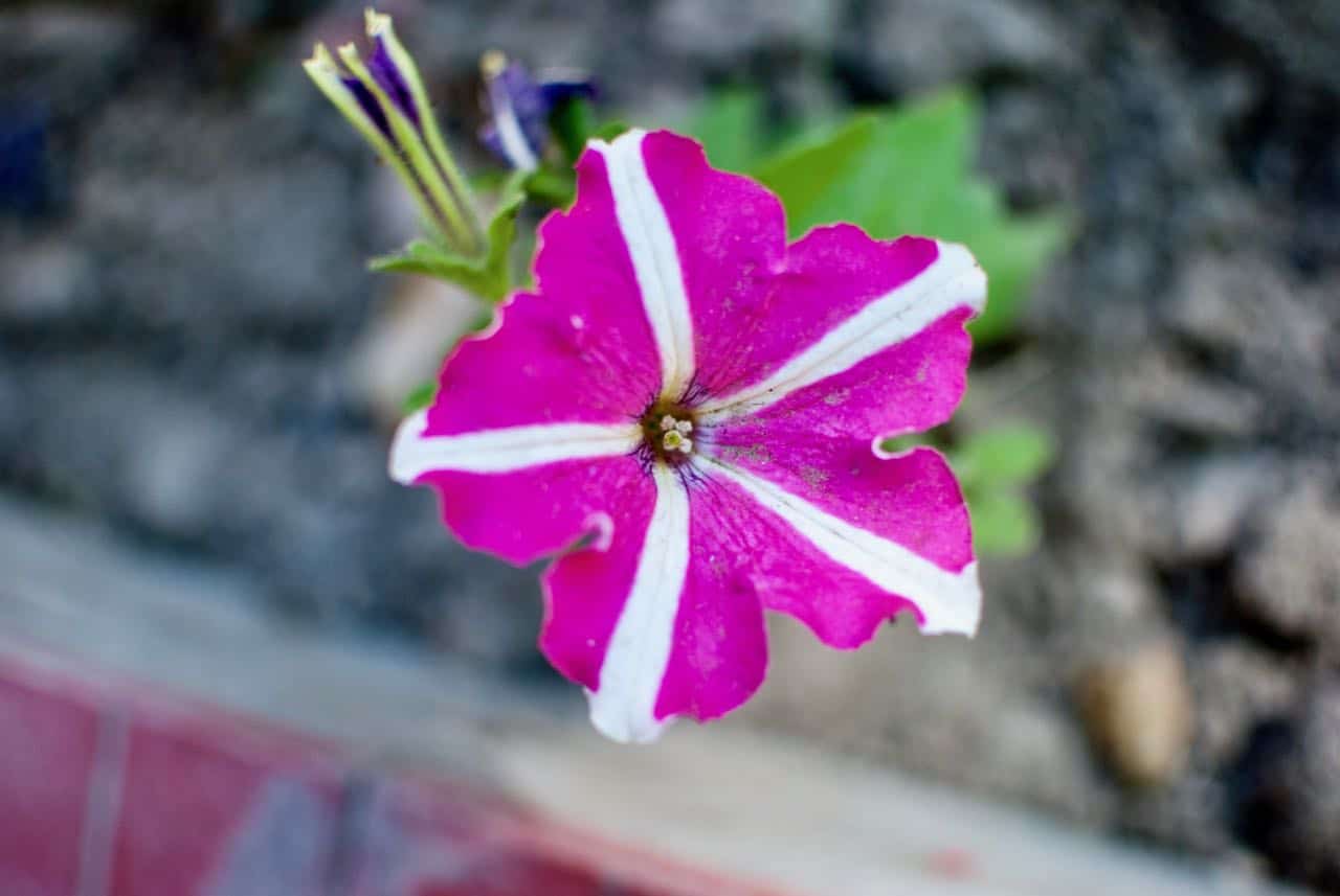 Flowers from Leh Ladakh