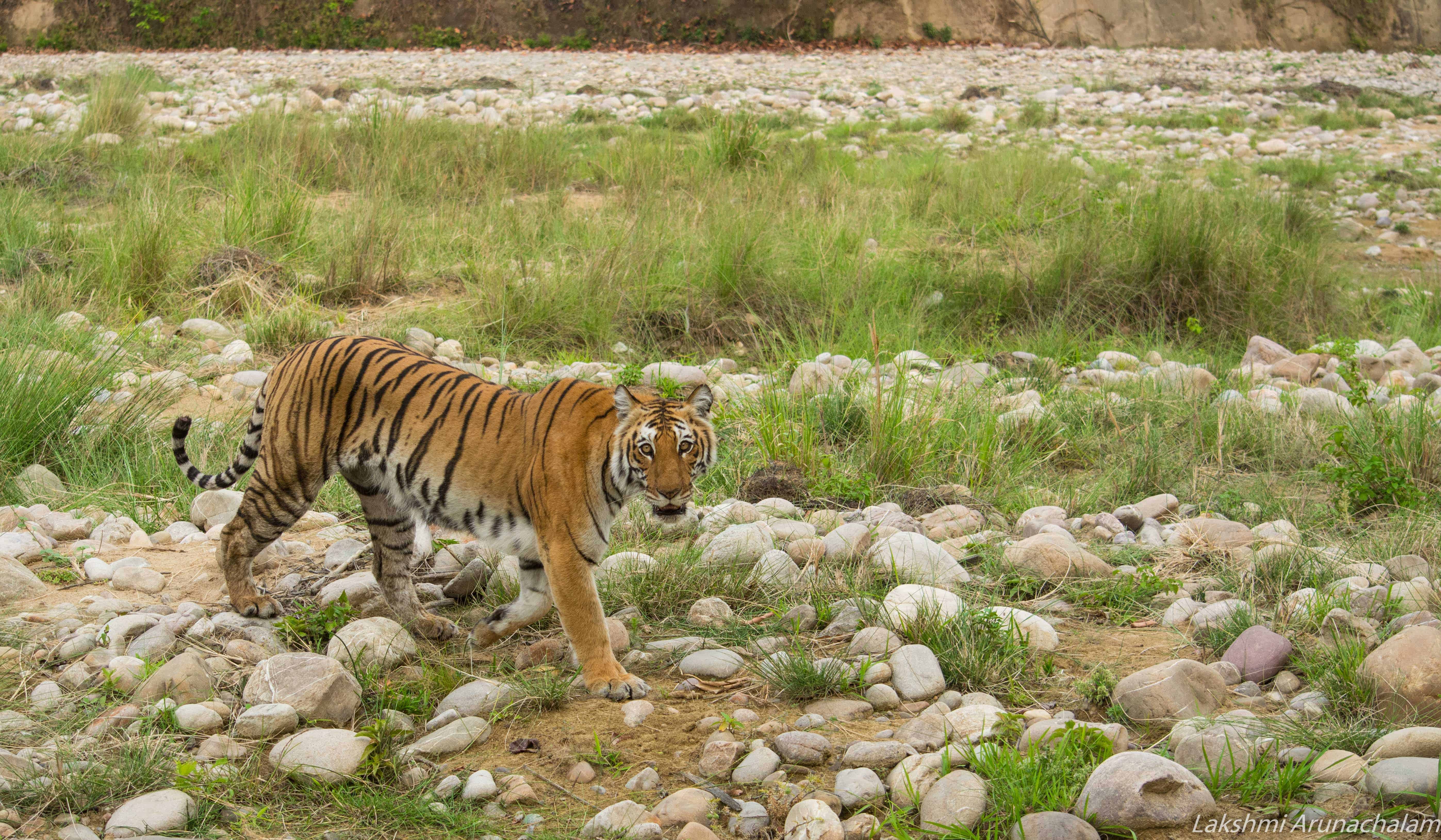 Tigress Sharmili, Bijrani
