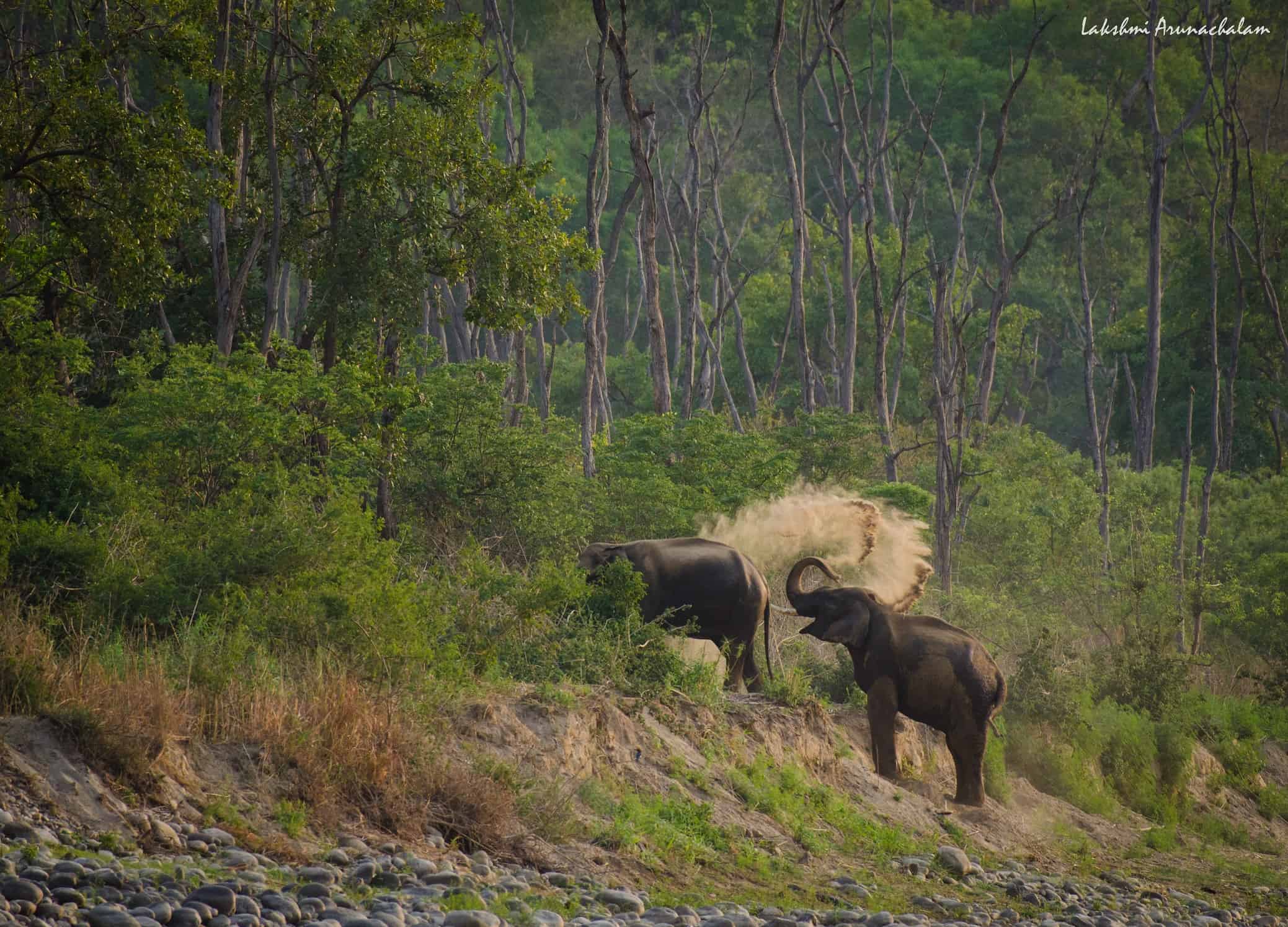 Elephants cooling off in mud, Dhikala
