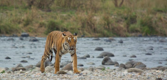 Want to spot Tigers at Jim Corbett National Park?