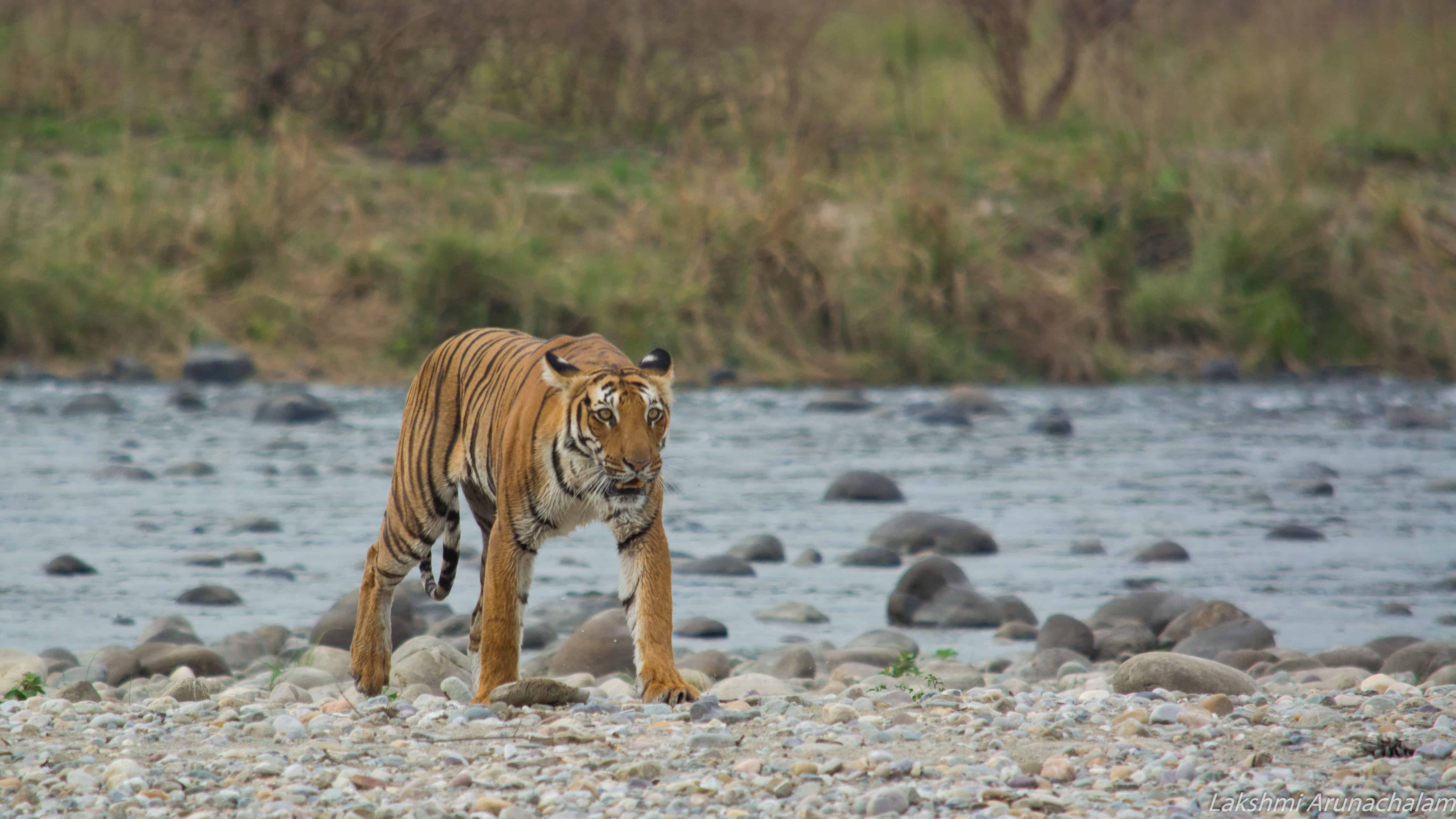 Jim Corbett National Park - A COMPLETE Guide for Spotting a Tiger