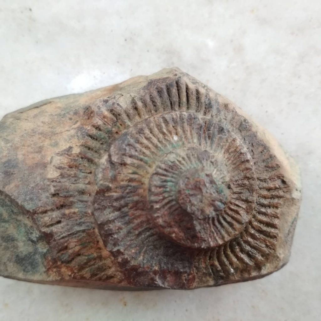 Marine fossil at langza village