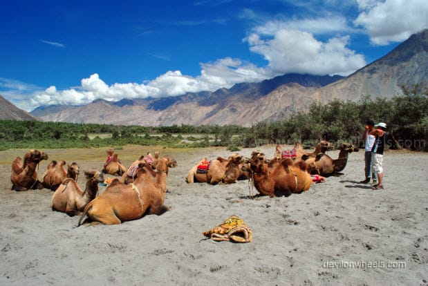 Double Humped Camels in Hunder, Nubra Valley in Leh - Ladakh