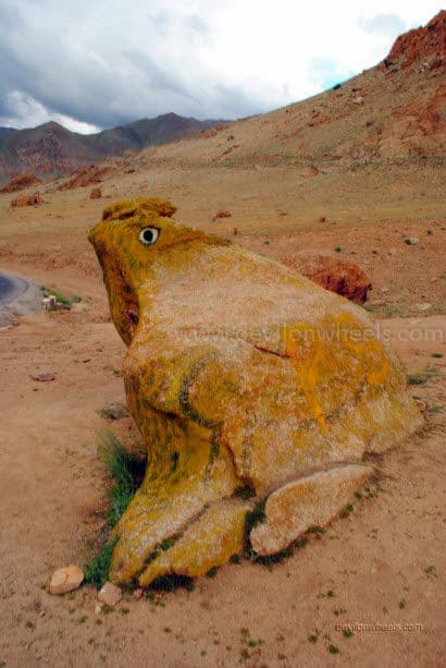 Khardung La Frog in Leh - Ladakh