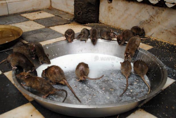 Rats in Karni Devi Temple at Deshnok, Bikaner