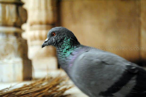 Pigeon in Karni Devi Temple at Deshnok, Bikaner