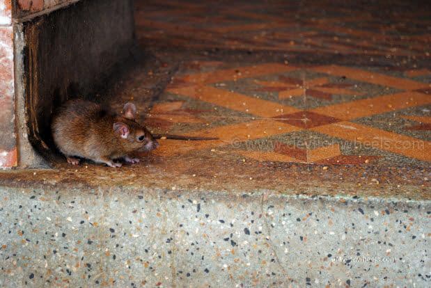 Rats in Karni Devi Temple at Deshnok, Bikaner