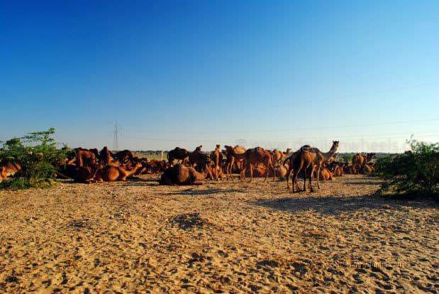 Camels on a road from Bikaner to Jaiselmer