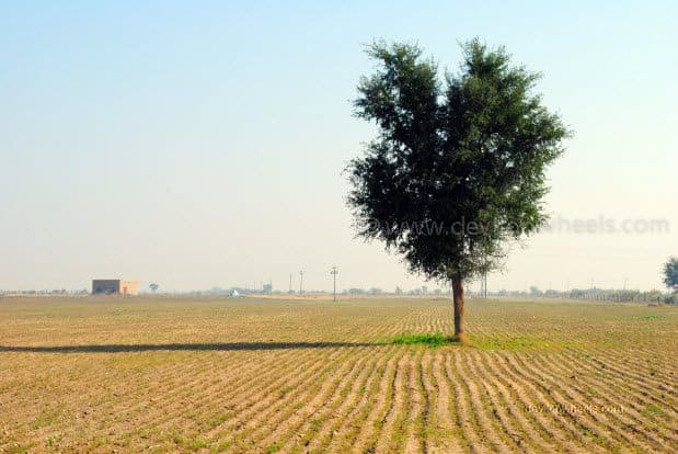 A tree on Jaiselmer to Jodhpur road