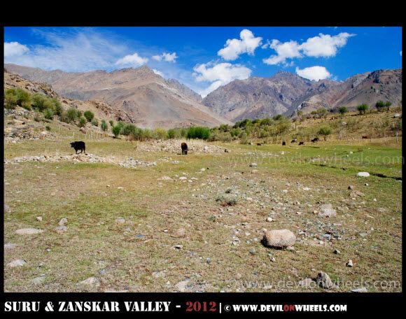 Cattles in Drass Valley