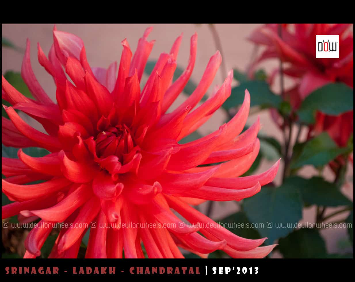 Beautiful Flowers from Ladakh