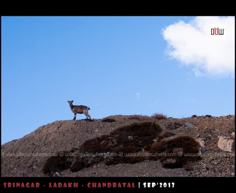 An Ibex on Manali - Leh Highway
