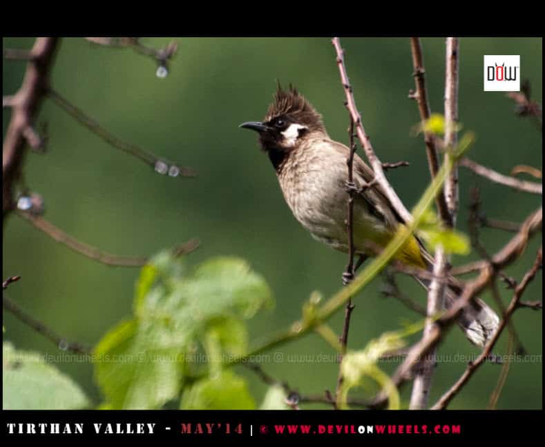 Flora and Fauna in Tirthan Valley